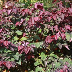 Cercis canadensis 'Forest Pansy' (AGM) 50L